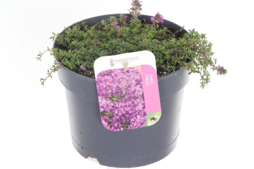 thymus