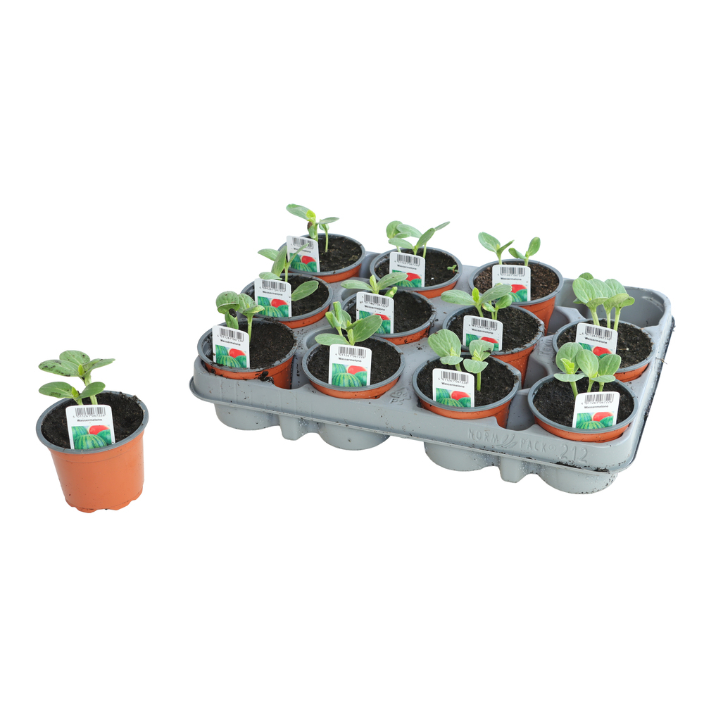 condimentaires aromatiques