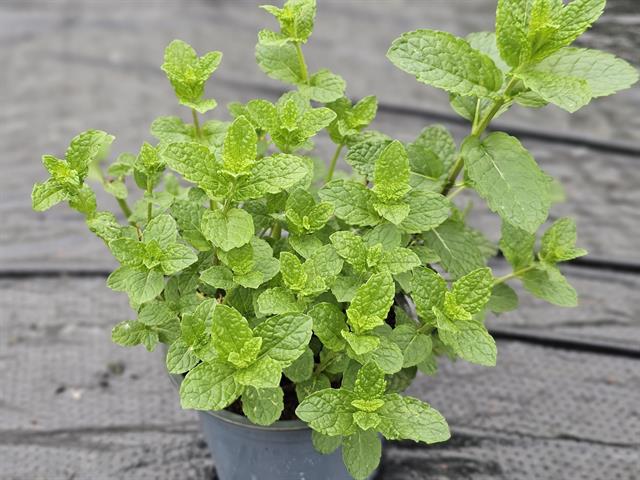 Menthe - mentha