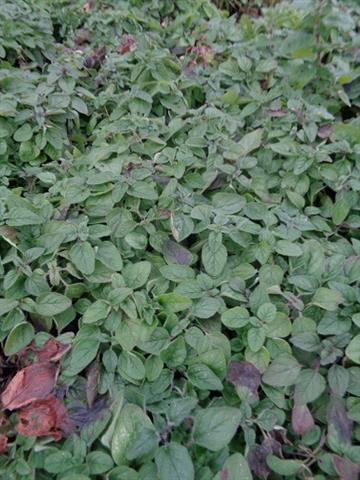 Origan - origanum