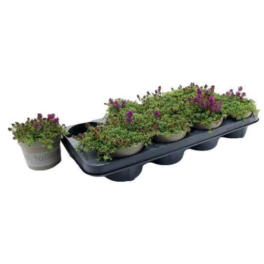 condimentaires aromatiques