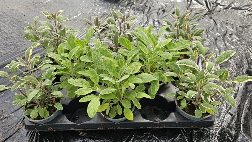 Sauge - salvia