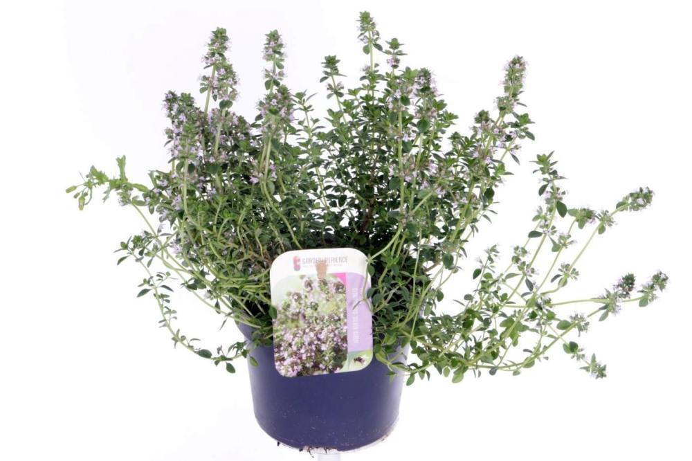 Thymus