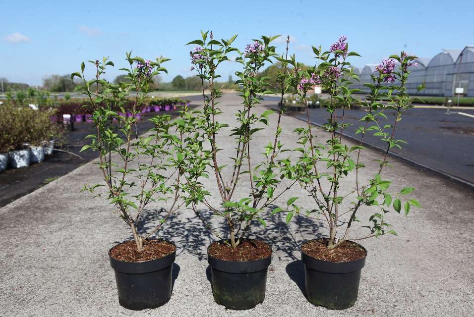 Syringa