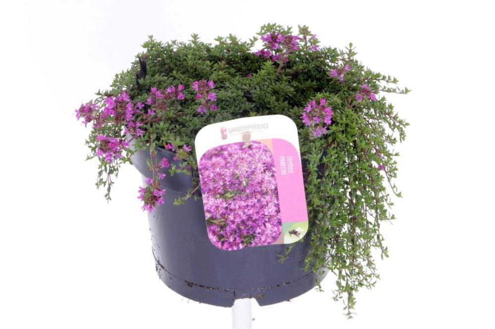 thymus