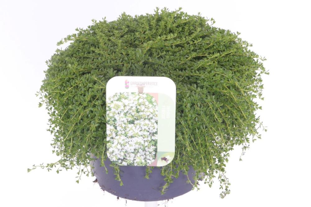condimentaires aromatiques