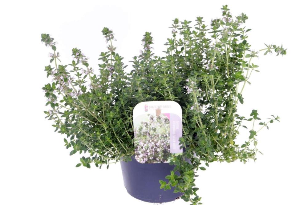 thymus