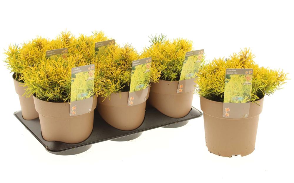 condimentaires aromatiques