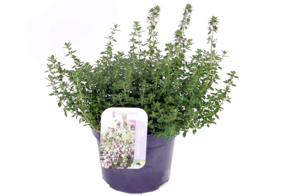 thymus