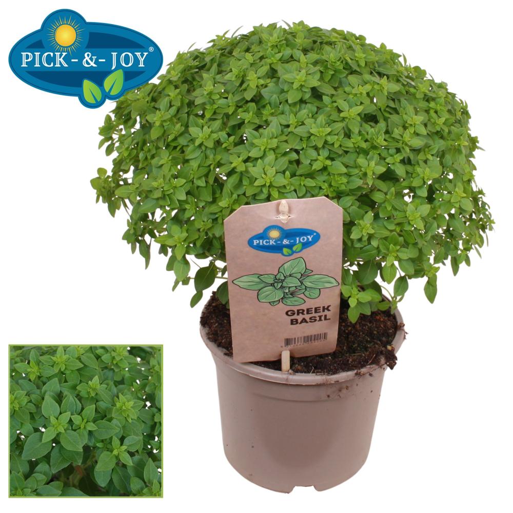 ocimum