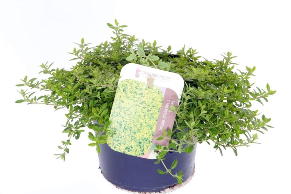 condimentaires aromatiques
