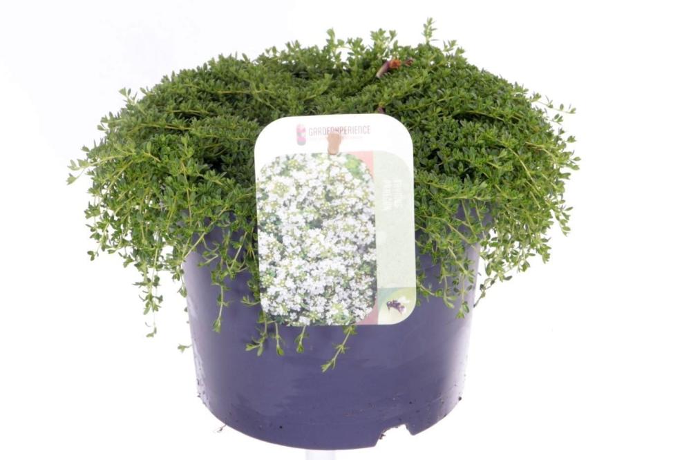 thymus