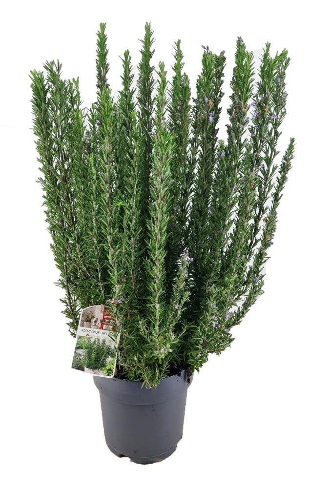Rosmarinus
