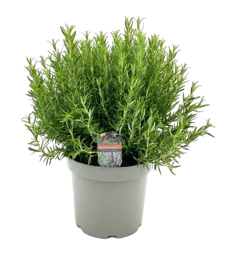 condimentaires aromatiques