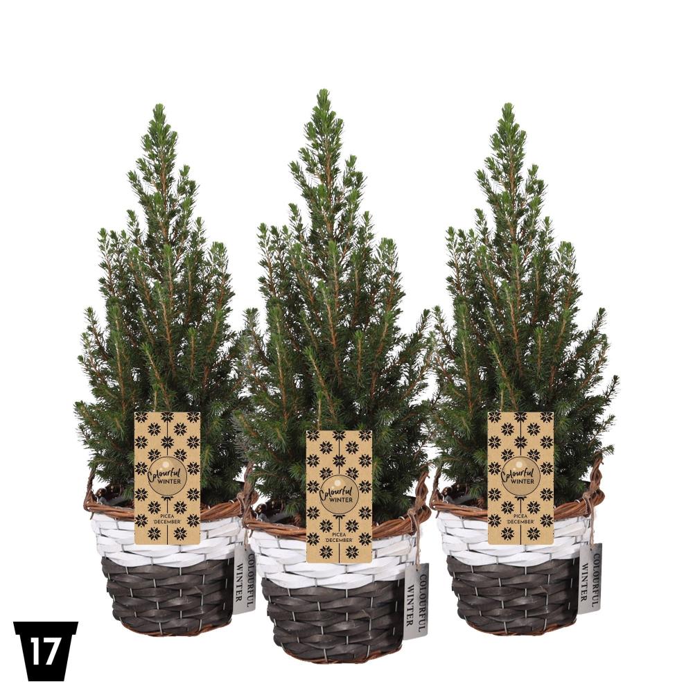 Conifères décorés