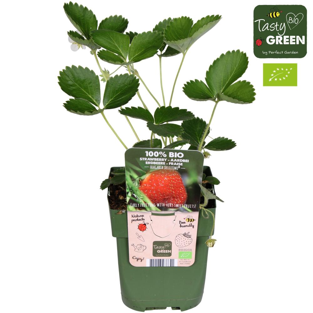 fragaria
