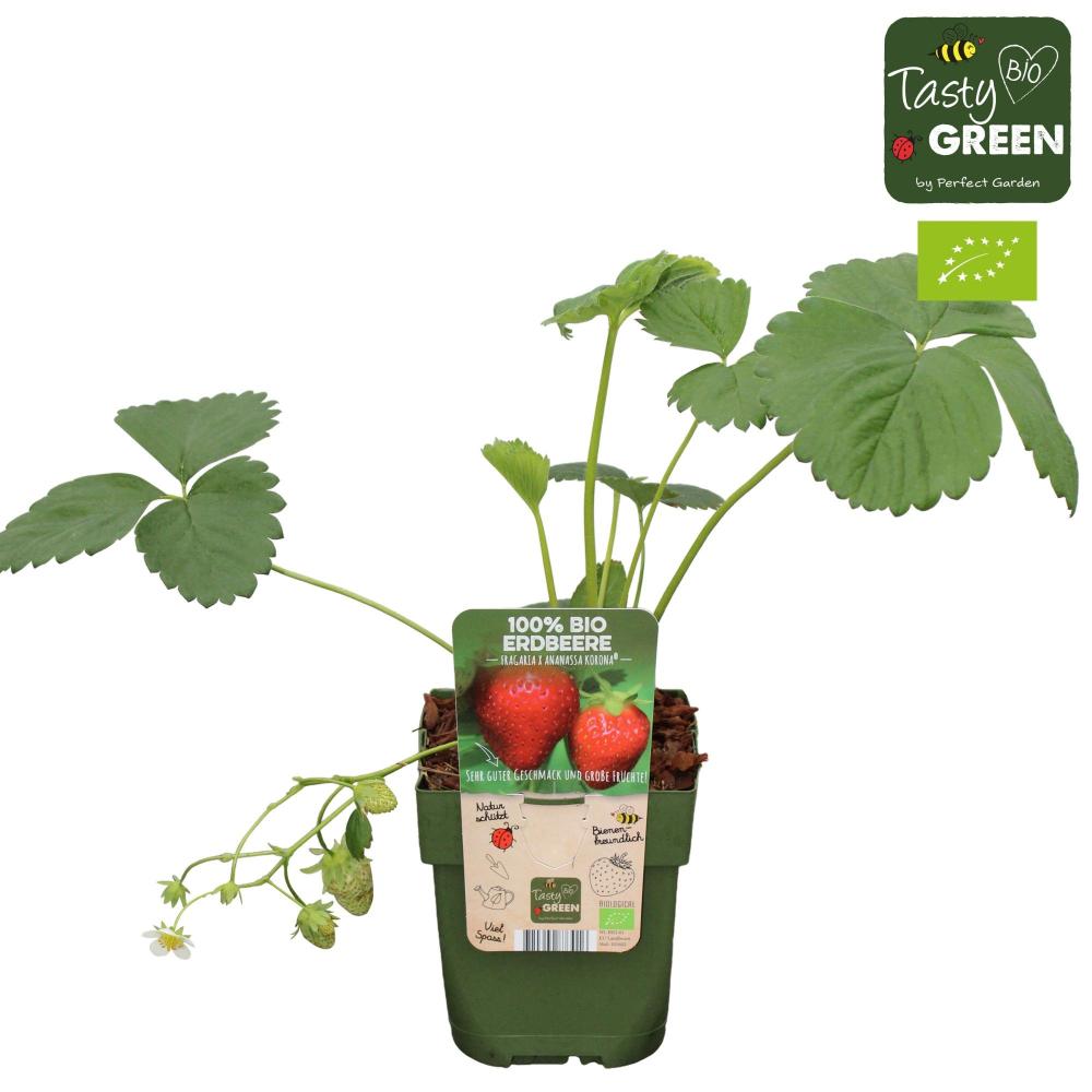 fragaria