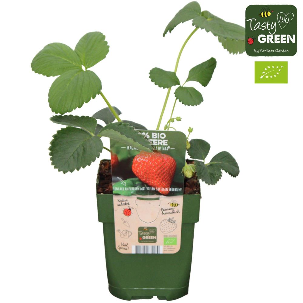 fragaria