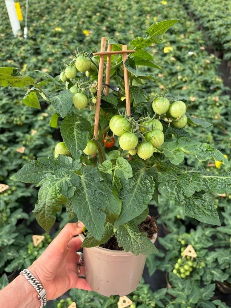 solanum