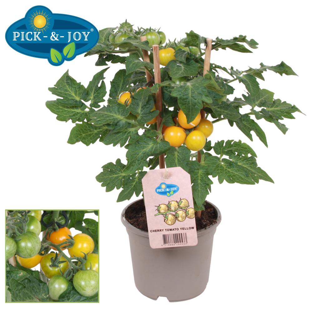 solanum