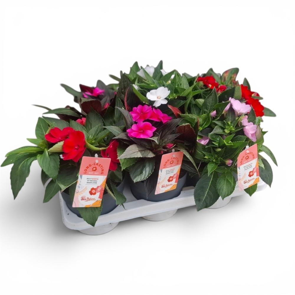 impatiens