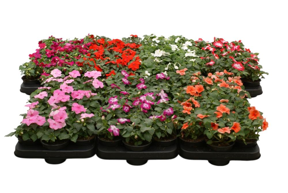 impatiens