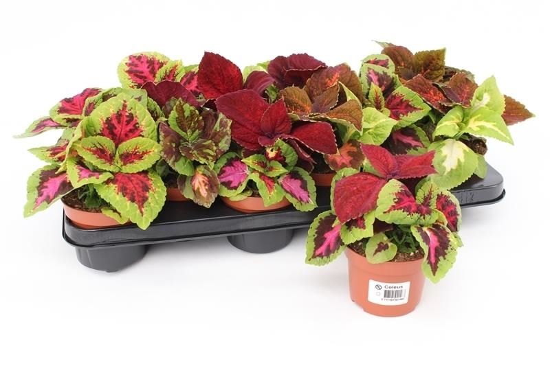 coleus