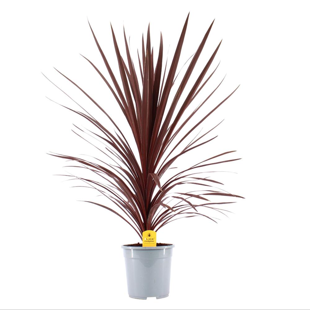 cordyline indivisa