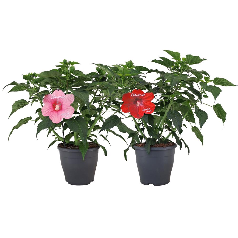 Hibiscus