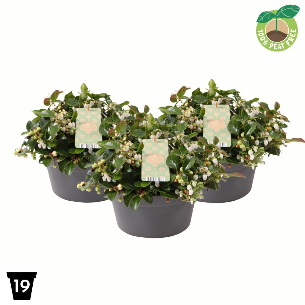 gaultheria