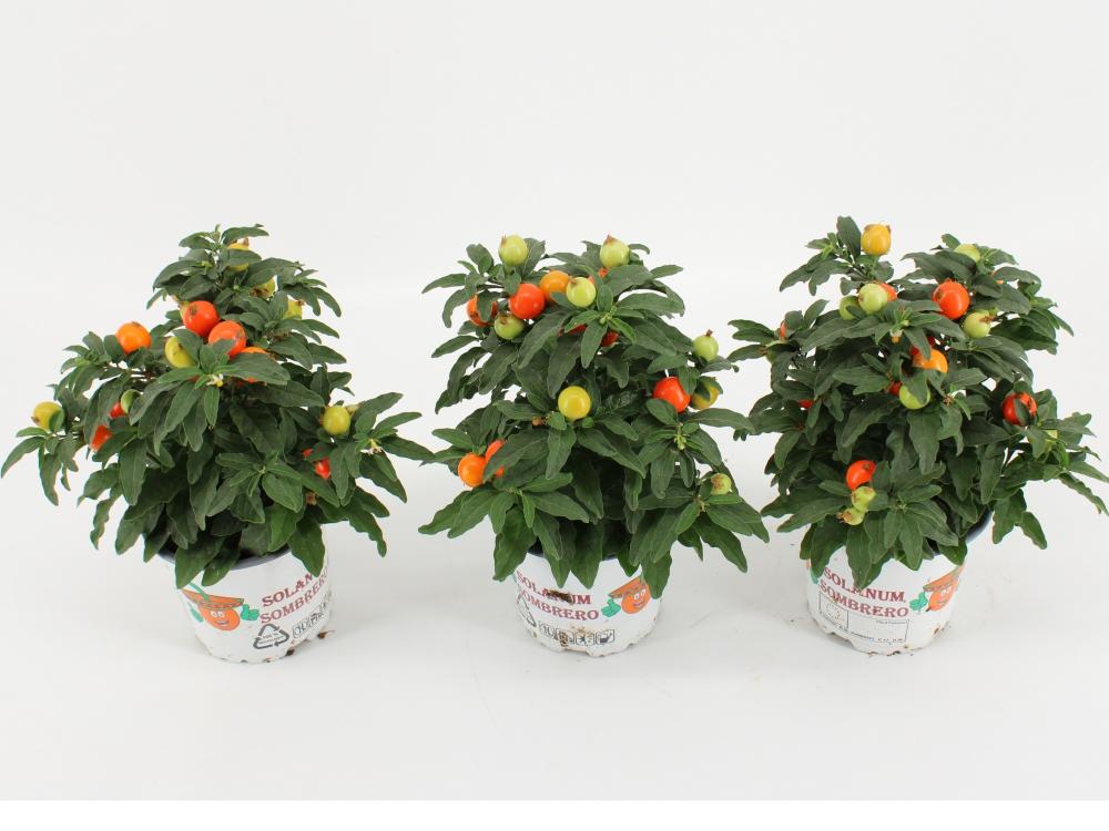 solanum