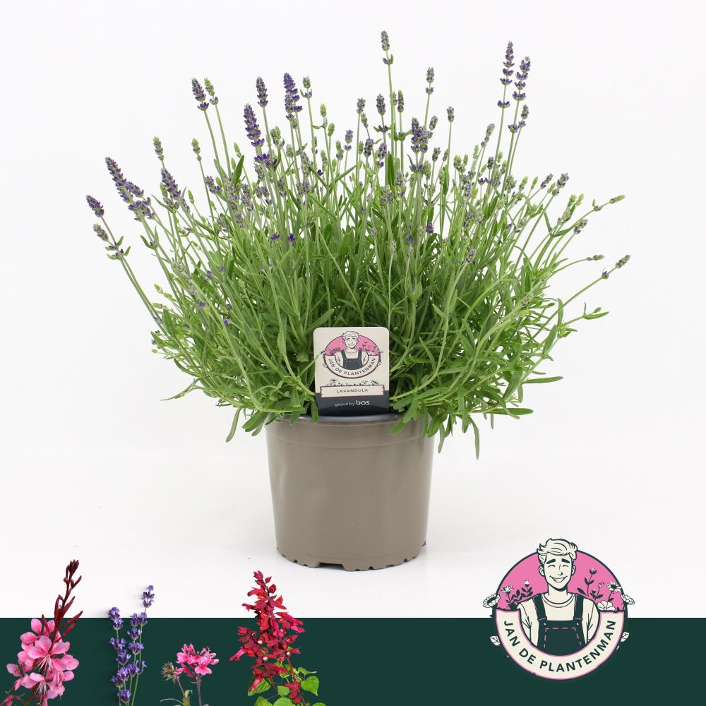 lavandula