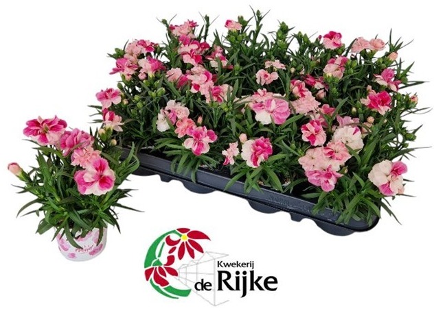 dianthus