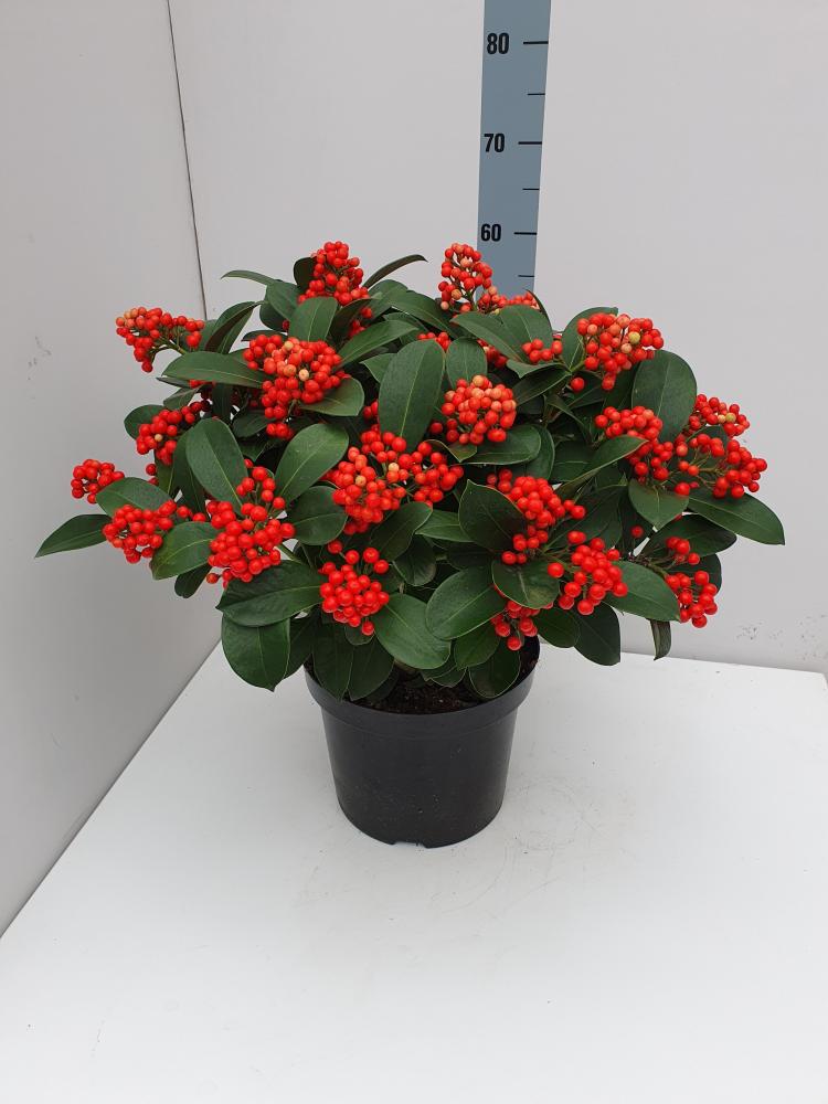 skimmia