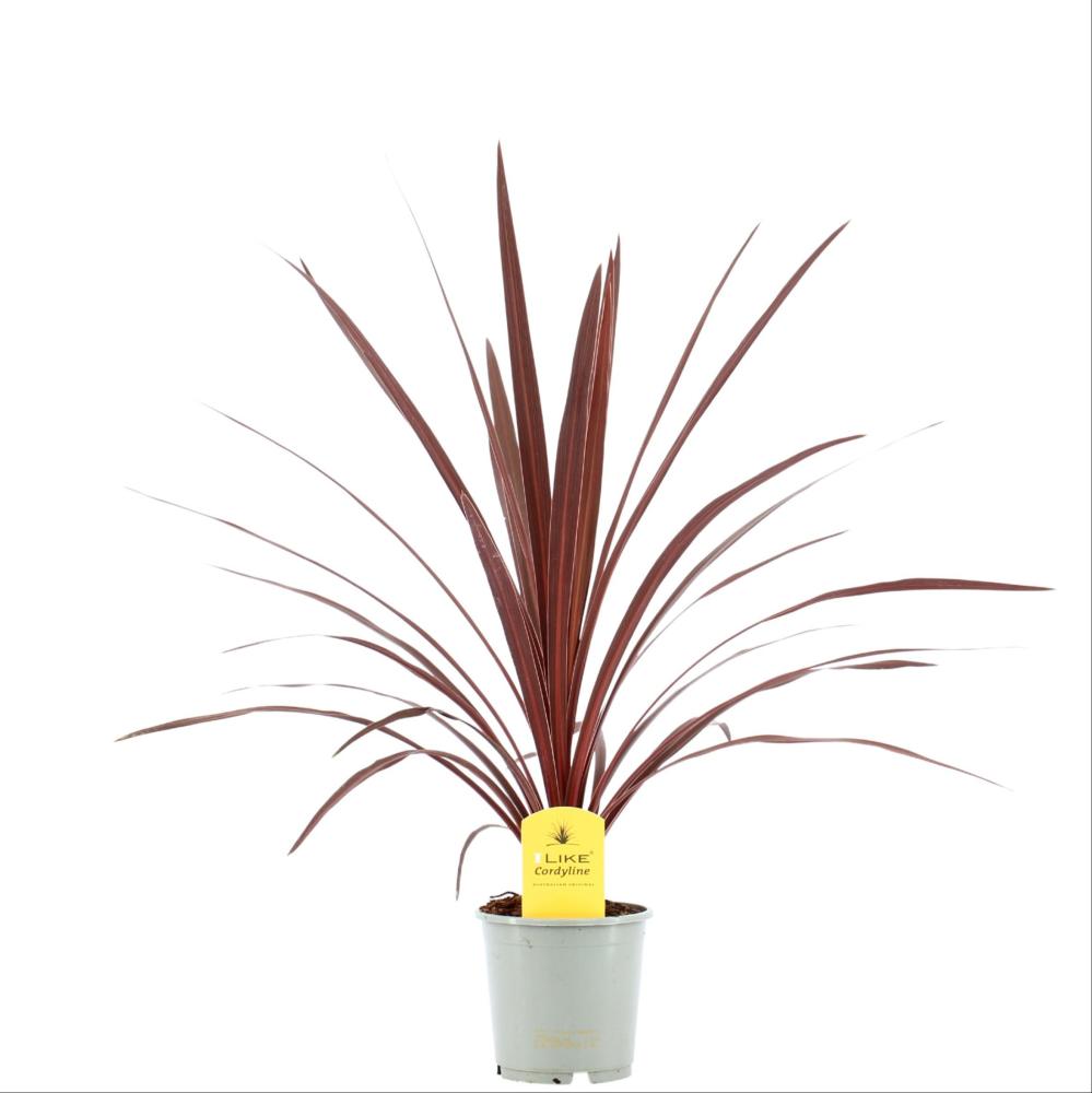 cordyline indivisa