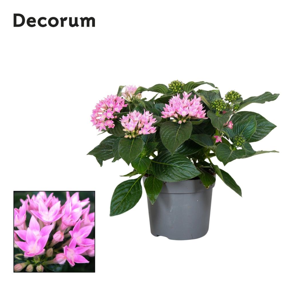 pentas
