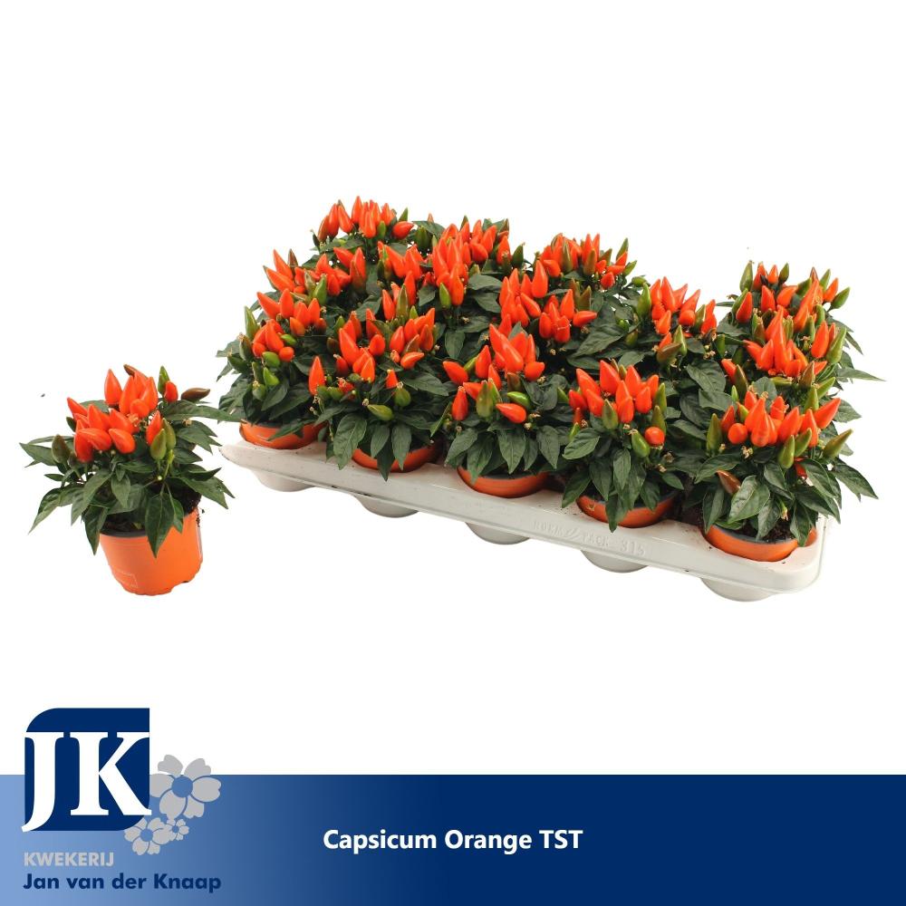 capsicum