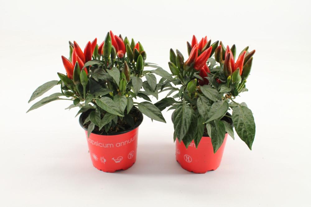 capsicum