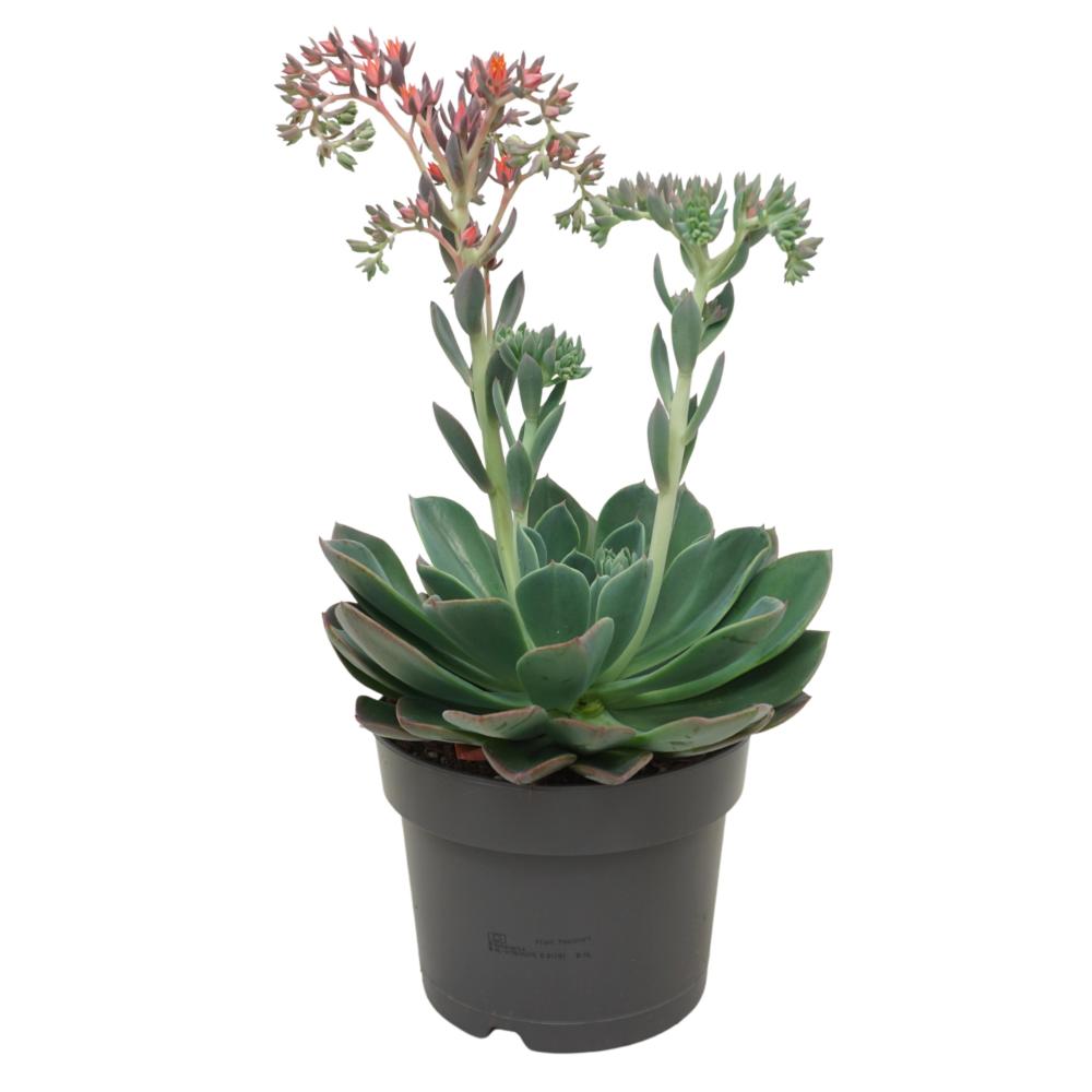echeveria