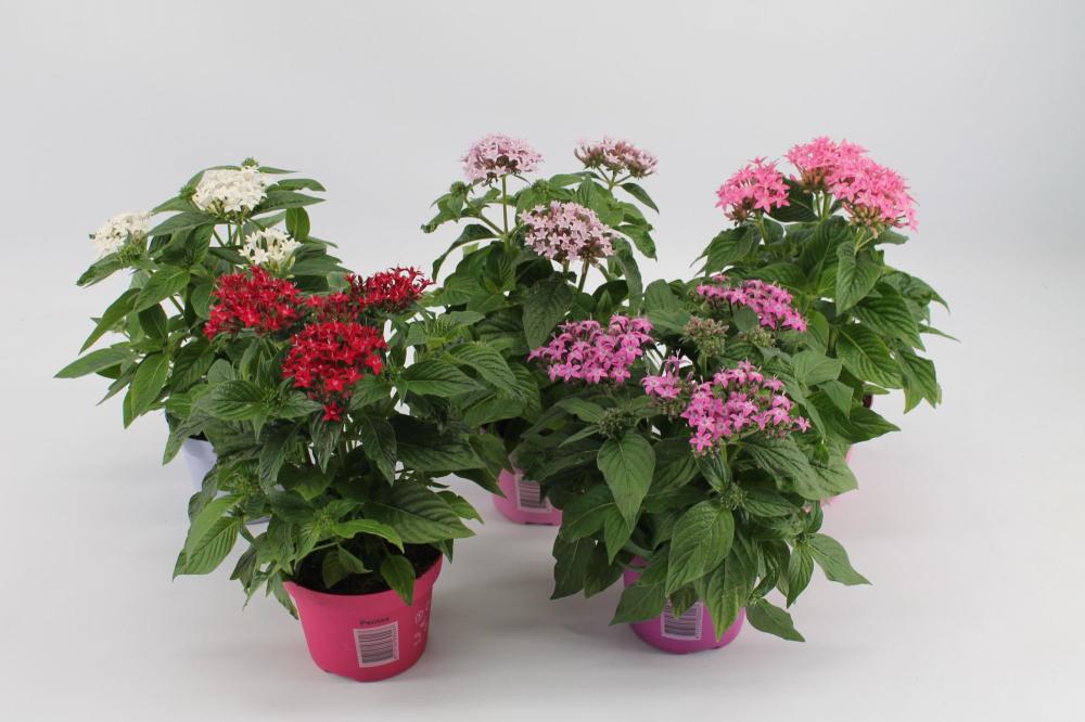 pentas