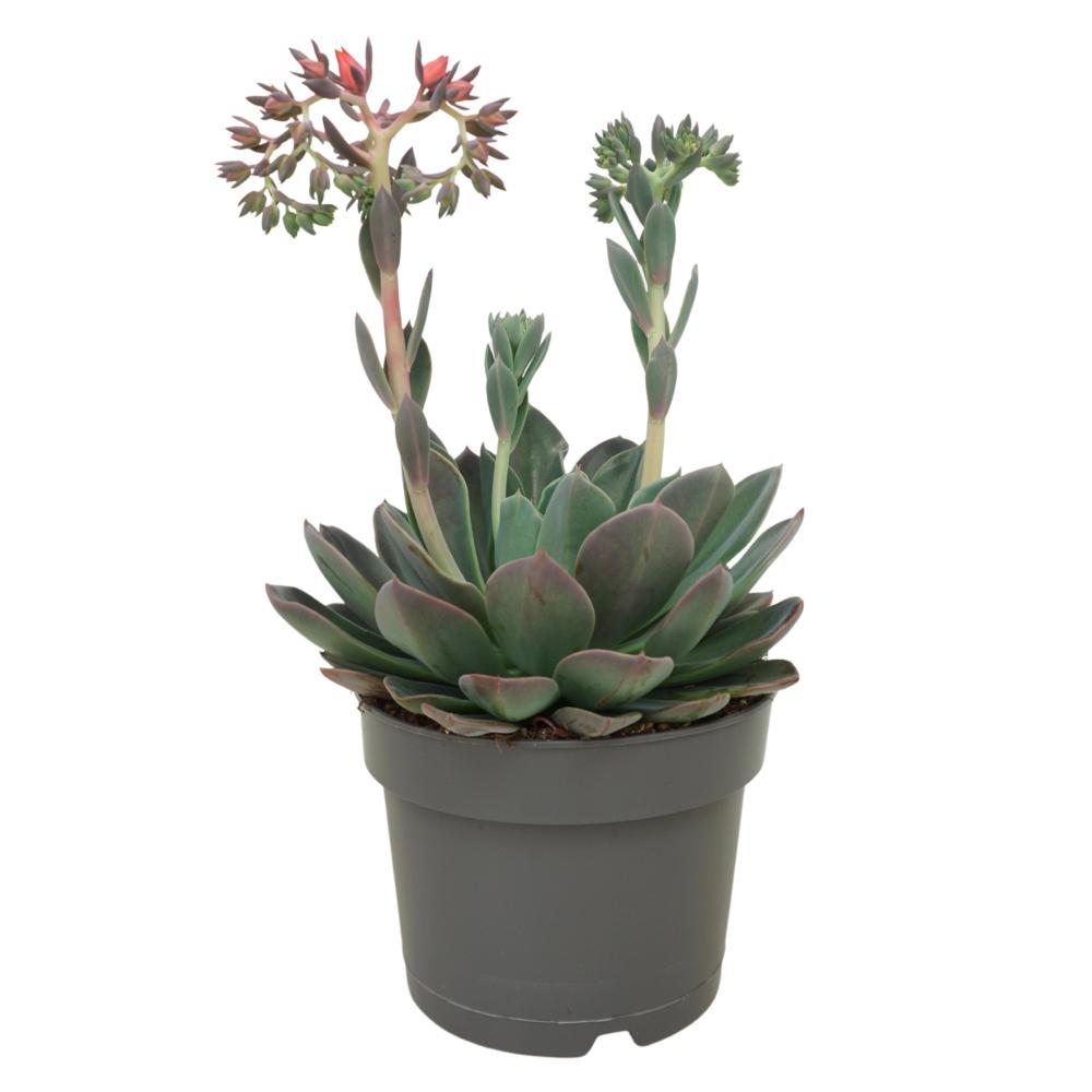 Echeveria