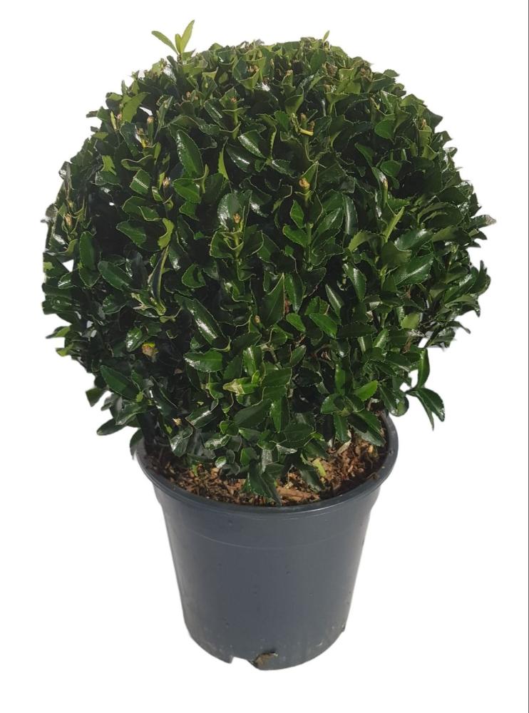 euonymus