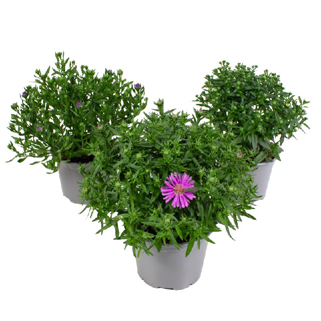 Aster