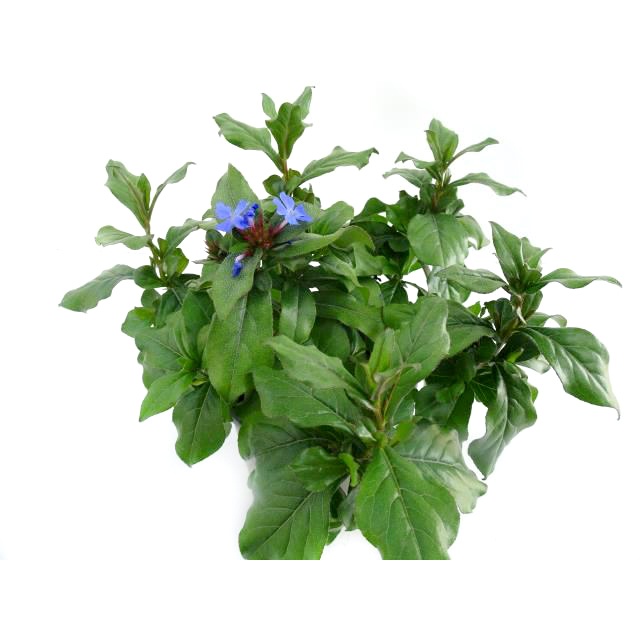Ceratostigma