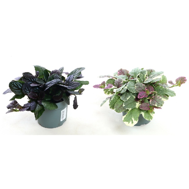 Ajuga