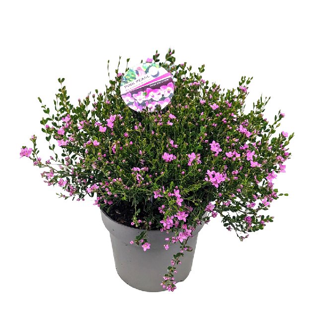 Boronia