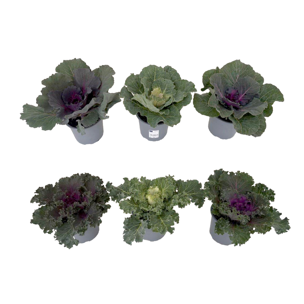 Brassica oleracea