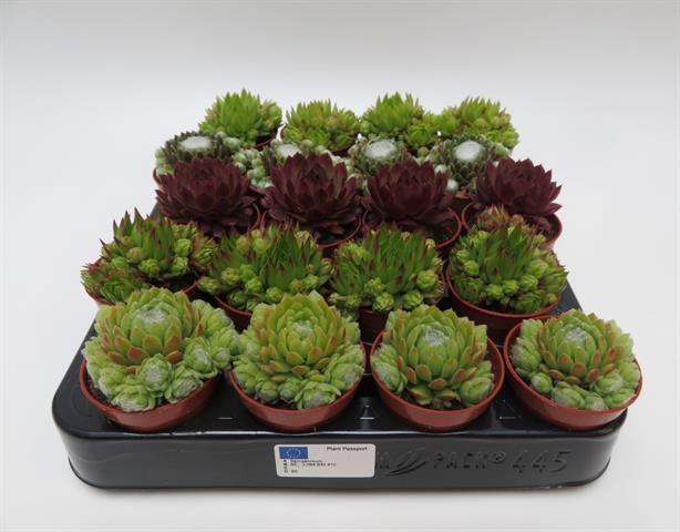 sempervivum