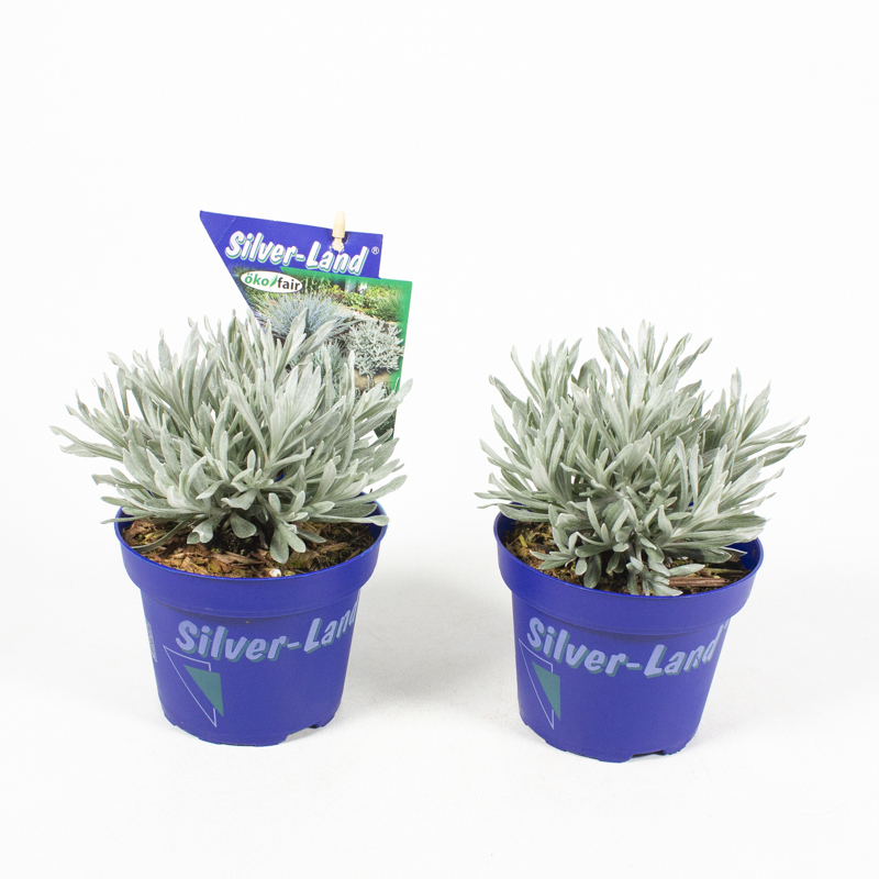 Lavandula angustifolia