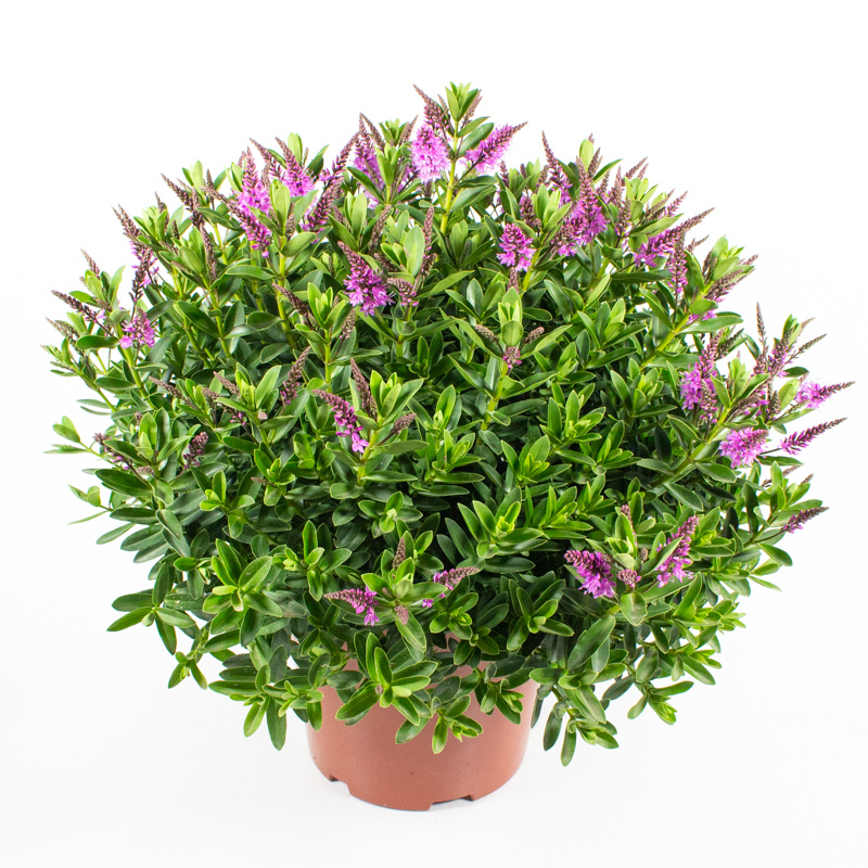 Hebe andersonii hanne